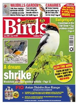 Cage Aviary Birds Issue 6268 June 14 2023