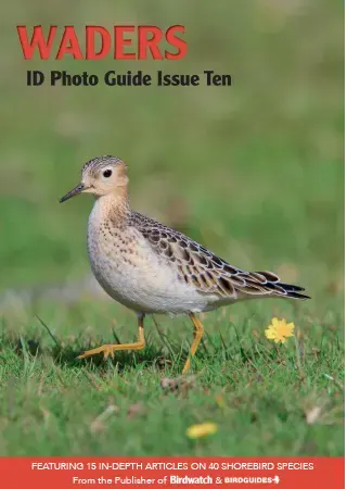 Bird ID Photo Guide Waders Issue 10 2023
