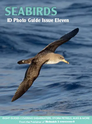 Bird ID Photo Guide Seabirds Issue 11 2023