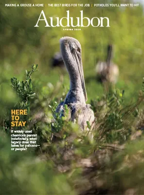 Audubon Magazine Spring 2025