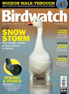 Birdwatch UK Issue 403 January 2026