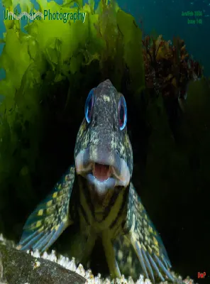 Underwater Photography Issue 148 January February 2026
