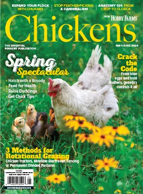 Chickens May June 2026