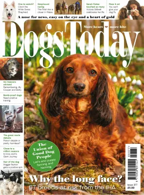 Dogs Today UK Issue 377 2026