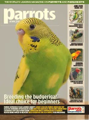 Parrots Magazine Issue 341 June 2026